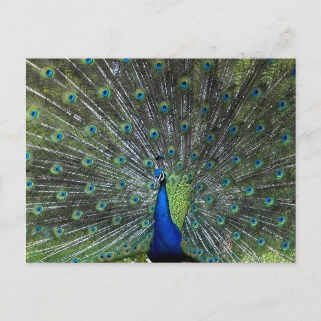 Carte Postale Pavanement de paon (Devant)