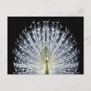 Carte Postale Pavillon blanc Peacock Animalia
