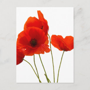 Carte Postale pavot