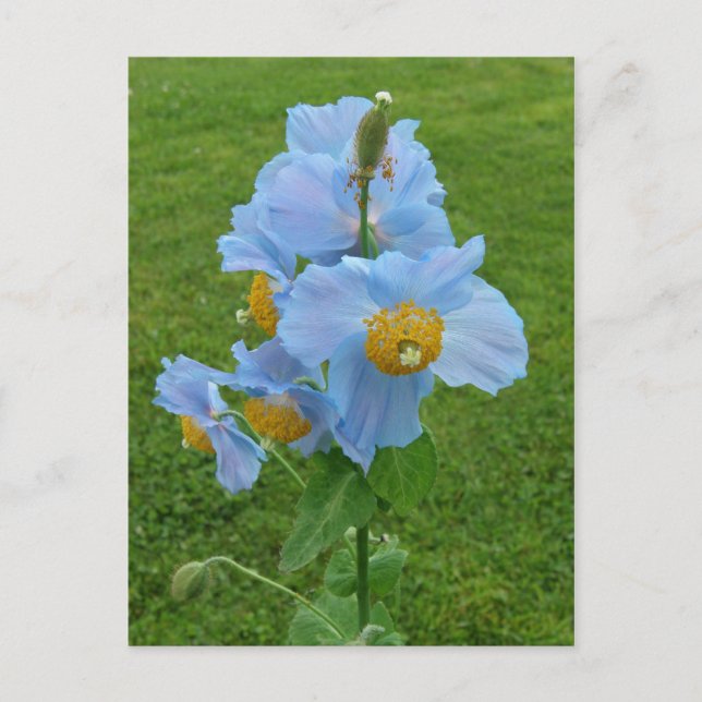 Carte Postale Pavot bleu (Meconopsis) (Devant)