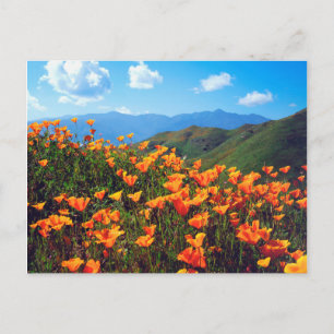 Carte Postale Pavot californien recouvrant une colline