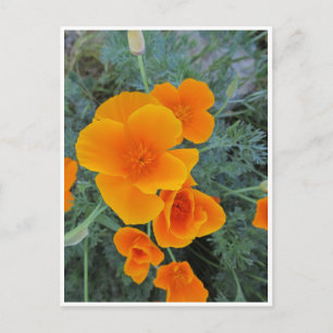 Carte Postale Pavot de Californie