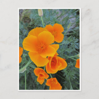 Carte Postale Pavot de Californie