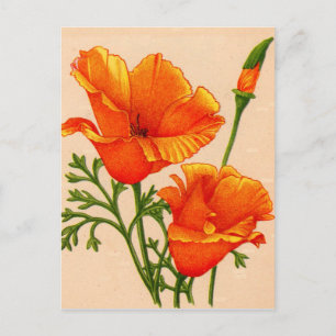 Carte Postale Pavot de Californie Pavot de Californie orange