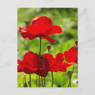 Carte Postale pavot de corb
