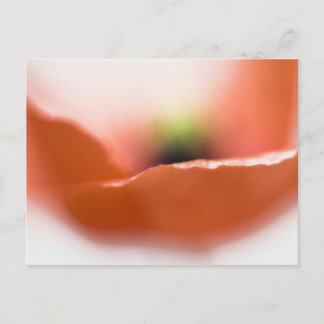 Carte Postale Pavot délicat