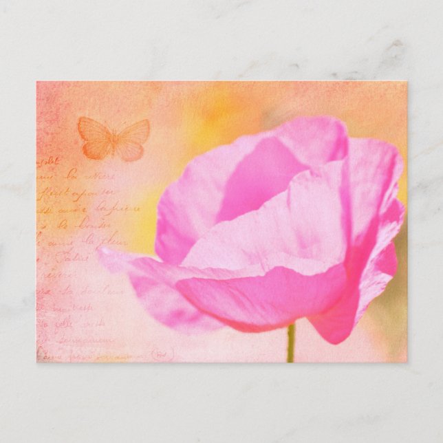 Carte Postale Pavot d'Islande rose (Devant)