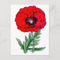 pavot fleurs rouges vigne vintage fleurs