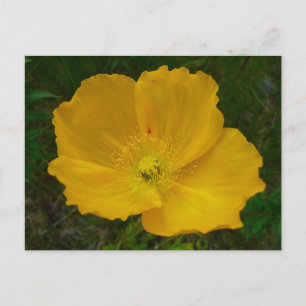 Carte Postale Pavot jaune Fleur sauvage de l'Alaska Floral