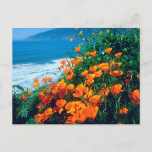 Carte Postale Pavot le long de la côte Pacifique près de Big Sur