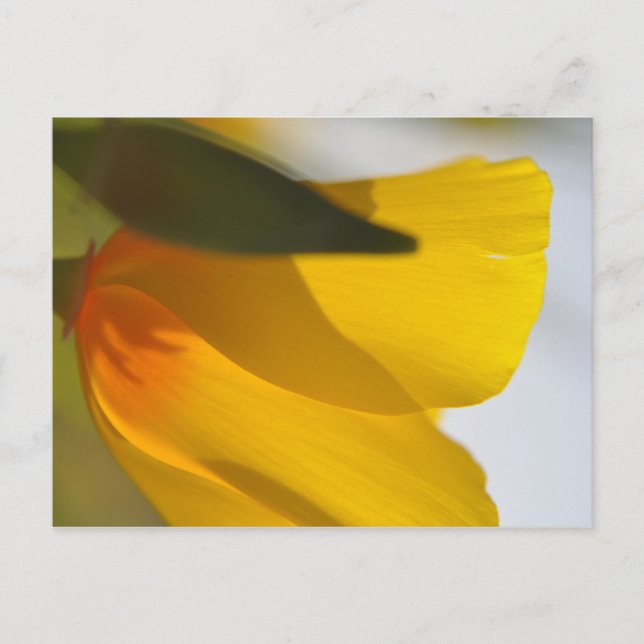 Carte Postale Pavot orange (Devant)