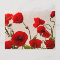 Pavot rouge