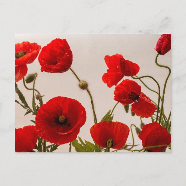 Carte Postale Pavot rouge (Devant)
