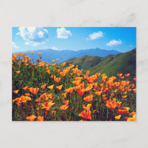 Carte Postale Pavots de Californie recouvrant un versant de coll
