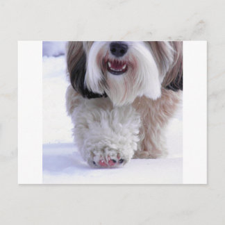Carte Postale Paw À Neige Tibétain Fluffy Cute
