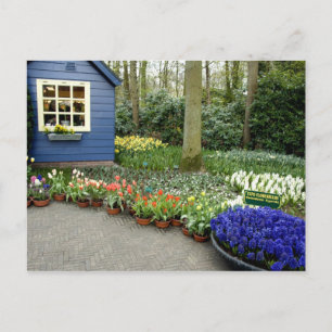 Carte Postale Pays-Bas aka Hollande), Lisse. Keukenhof 11