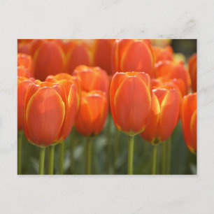 Carte Postale Pays-Bas alias Hollande), Lisse. Keukenhof 7