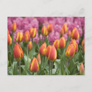 Carte Postale Pays-Bas (aussi appelé Hollande), Lisse. Keukenhof