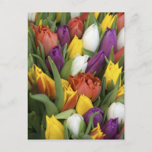 Carte Postale Pays-Bas, Hollande du Sud, Amsterdam