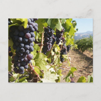 Carte Postale Pays vinicole de Californie