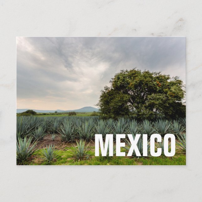 Carte Postale Paysage Avec Agave Bleue (Devant)