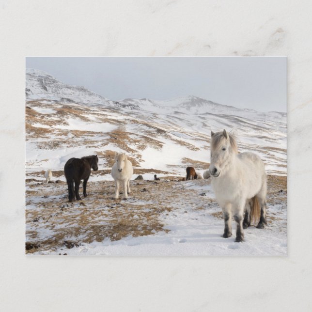 Carte Postale Paysage avec chevaux islandais (Devant)