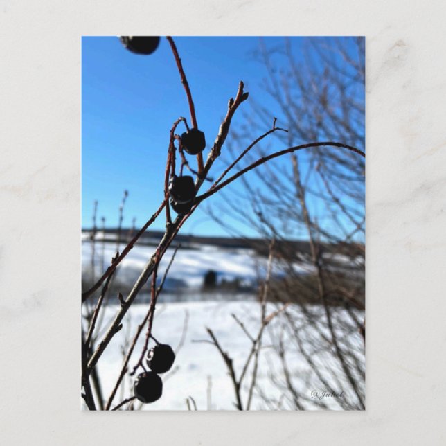 Carte postale paysage Baies d'hiver  (Devant)