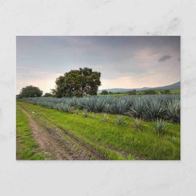 Carte Postale Paysage De Blue Agave (Devant)