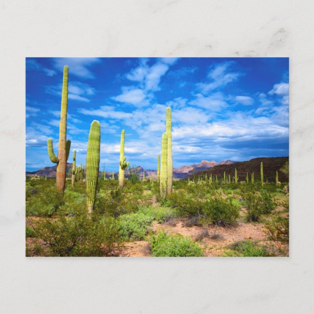 Carte Postale Paysage de cactus du désert, Arizona (Devant)