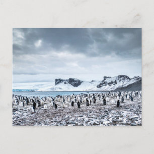 Carte Postale Paysage de la colonie de pingouins de Chinstrap