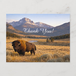 Carte Postale Paysage de montagne Bison d'Amérique Merci
