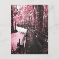 paysage de rêve du marais de Santee