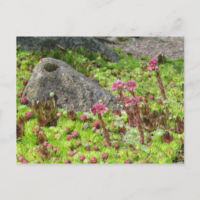 Carte Postale Paysage des fées (Devant)