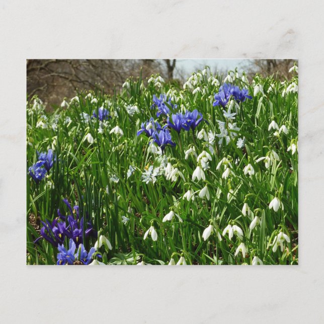 Carte Postale Paysage des fleurs du début du printemps (Devant)