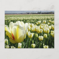 Paysage des Tulipes Jaunes Blanches do-it-yourself