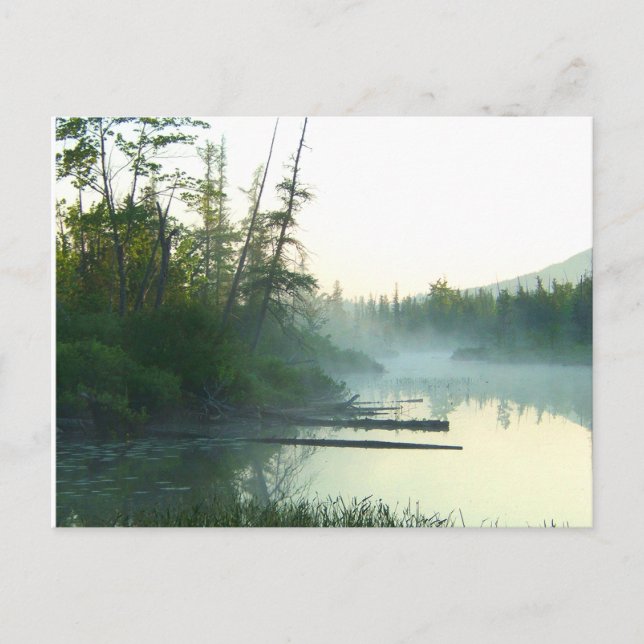 Carte Postale Paysage du marais des arbres (Devant)