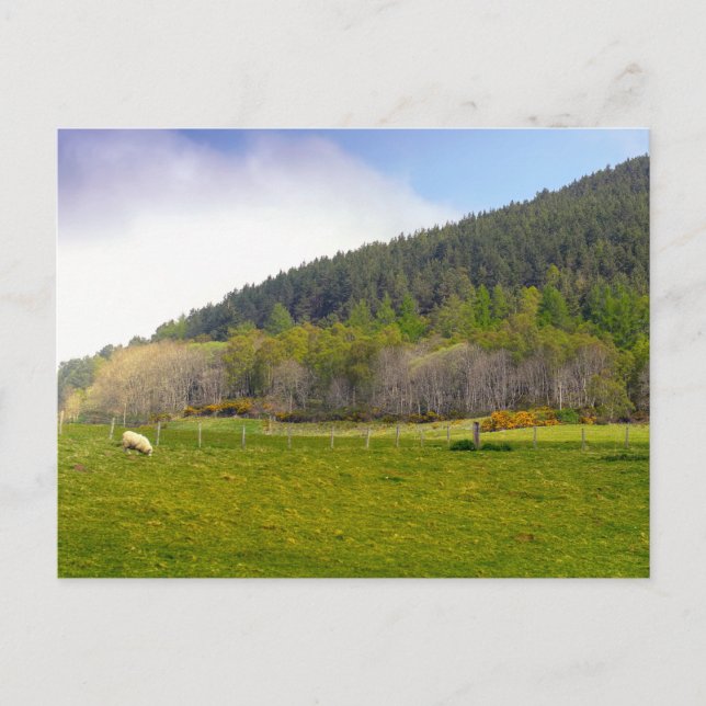 Carte Postale Paysage écossais des Highlands (Devant)