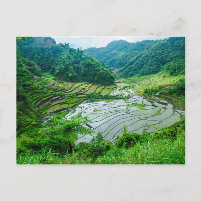 Carte Postale Paysage en terrasse sur le riz, Philippines (Devant)