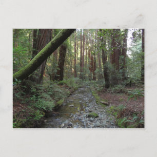 Carte Postale Paysage forestier du ruisseau de Muir Woods