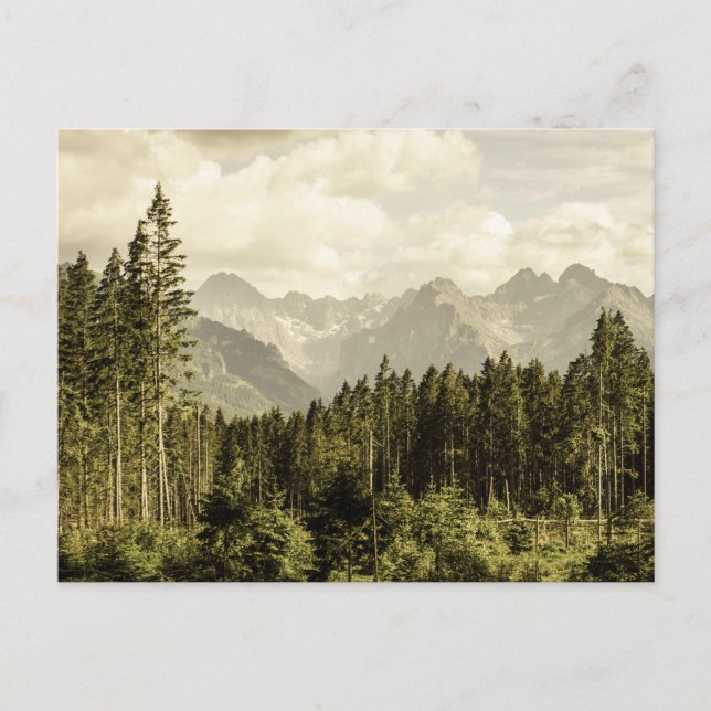 Carte Postale Paysage forestier vintage (Devant)