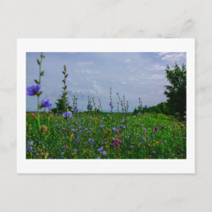 Carte Postale Paysage naturel Scène Champ Maïs Fleurs