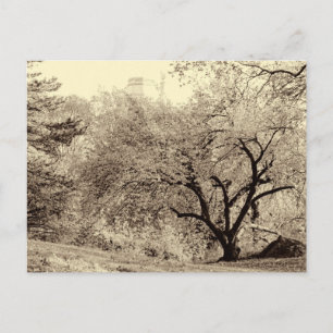 Carte Postale Paysage noir et blanc Arbre d'hiver dans Central P