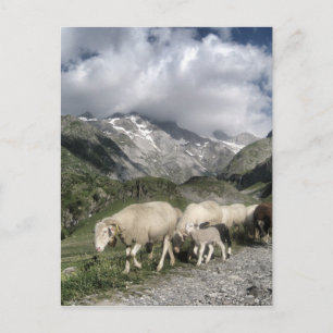 Carte Postale paysage pyrénéen