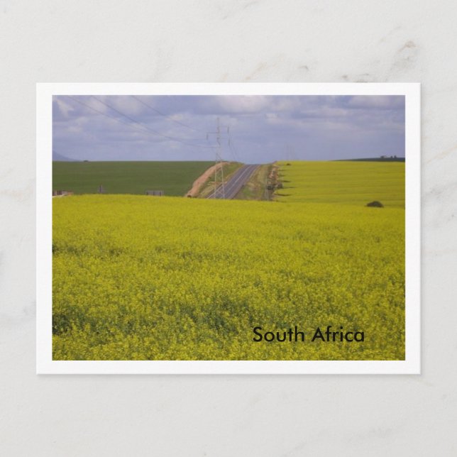Carte Postale Paysage sud-africain (Devant)