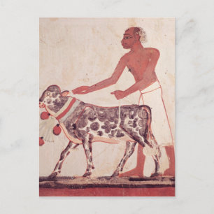 Carte Postale Paysan conduisant une vache à sacrifier
