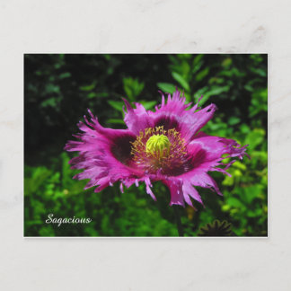 Carte Postale PC de taille
