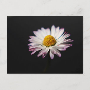 Carte Postale Pca de marguerite commune