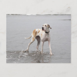 Carte postale PDXDanes Fynn 2011