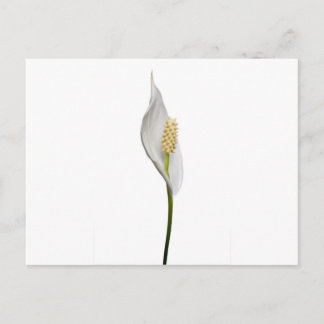 Carte Postale Peace Lily, Spathiphyllum