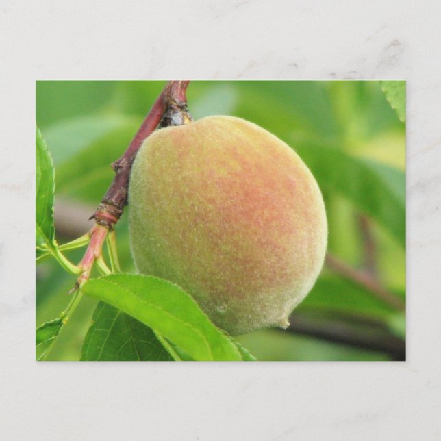 Carte Postale Peach Fuzz (Devant)
